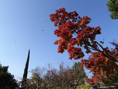 市民の森（鏡伝池緑地）モミジの紅葉