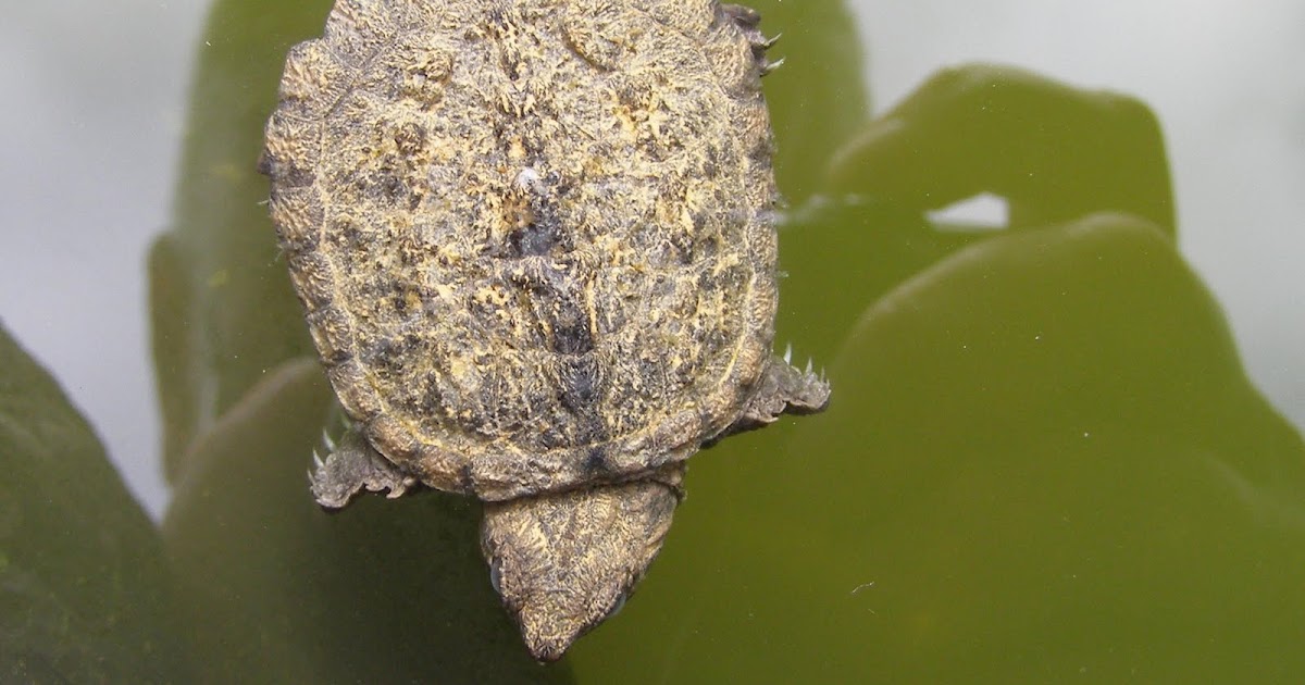 Making a Baby Snapping Turtle Lure 