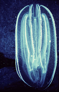 Comb Jellies