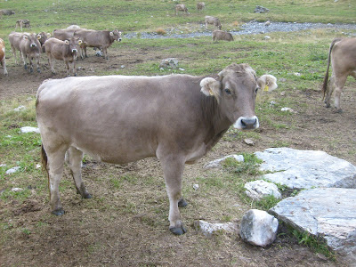 vaches Pyrénées