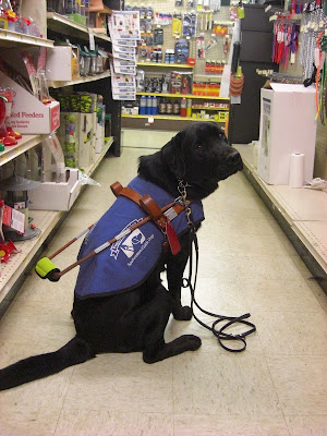 Picture of Al in coat/harness in a sit-stay