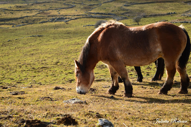 Cheval Auvergnat dans le Cantal