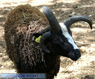Mouton à 4 cornes - Mouton avec deux paires de cornes