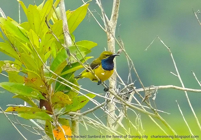 Olive-backed Sunbird in ridge forest of Sorong city, West Papua province of Indonesia