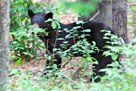 one of the neighbors (young black bear)