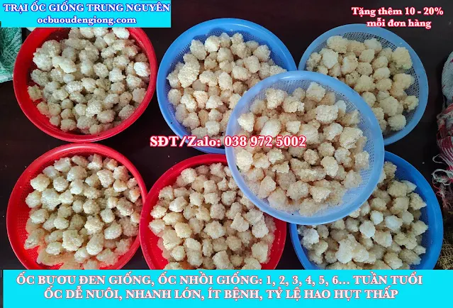 Giá trứng ốc bươu đen giống