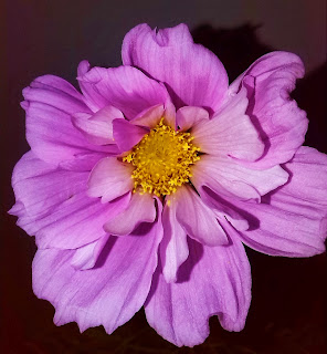 flor-cosmos-japon