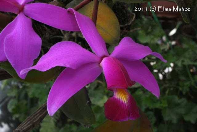 Cattleya violacea