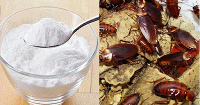 Cómo matar cucarachas naturalmente con bicarbonato de sodio y azúcar