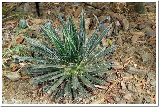 s induce got a hold off at the succulents together with other goodies growing exterior the fenced Succulents together with to a greater extent than inwards the front end yard, belatedly September 2016