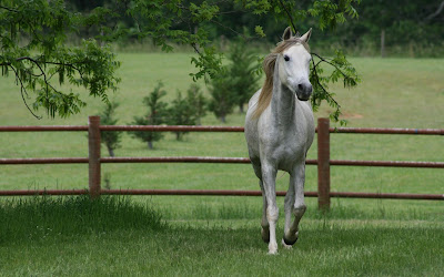 computer wallpaper, wallpapers for computer, wallpaper for computer, horse pictures, free desktop wallpaper of horses, horses wallpapers, horses pictures