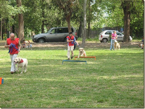 Trucos de Adiestramiento Canino2