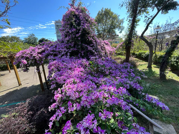 新北鶯歌永吉公園蒜香藤盛開，粉紫色花瀑隧道成為公園內一大亮點