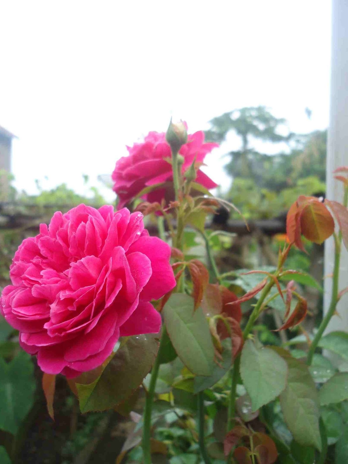 BUNGA MAWAR MERAH JAMBU ROMANTIS - Rumah Daun Muda