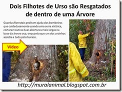 Dois Filhotes de Urso são Resgatados