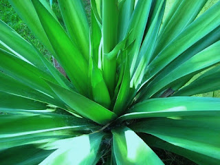 maguey