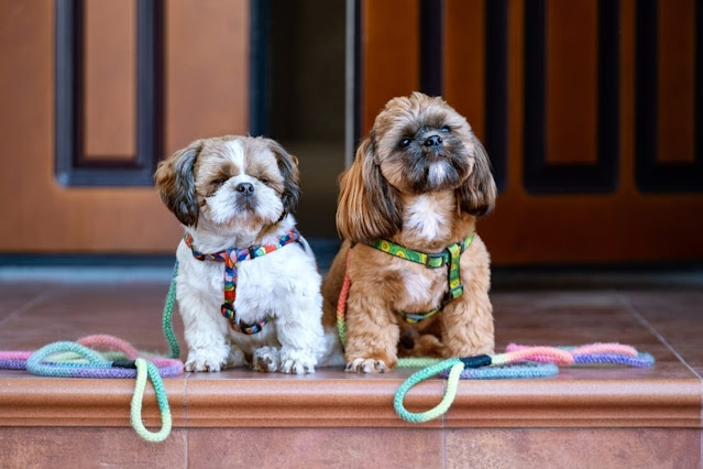 Qual a ração que o Shih Tzu mais gosta?