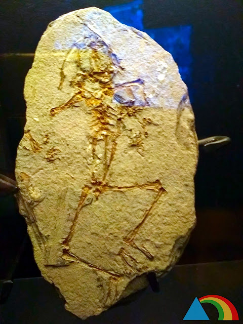 Fósil de rana Pelophylax Pueyoi en el museo paleontológico de Dinópolis