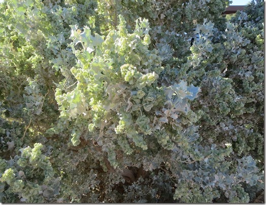 Desert Holly or Atriplex hymenelytra