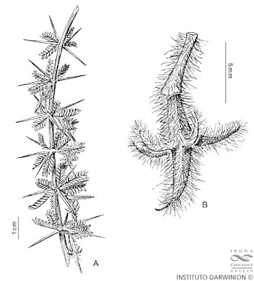 Plectrocarpa tetracantha