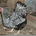 WYANDOTTES SILVER