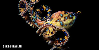 a98564 Blue RingedOctopus Gambar Haiwan Paling Cantik Tapi Paling Bahaya Di Dunia