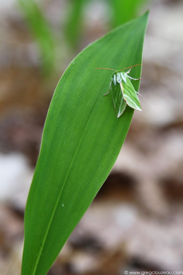 Halias du hêtre (Pseudoips prasinana), Fontainebleau