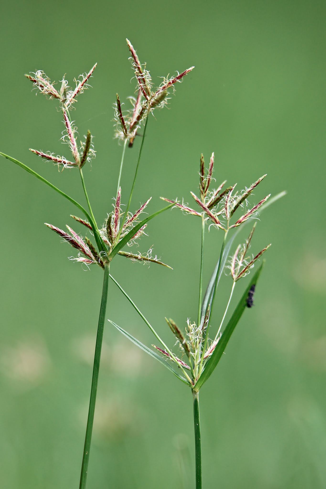 Nut grass weed high resolution free