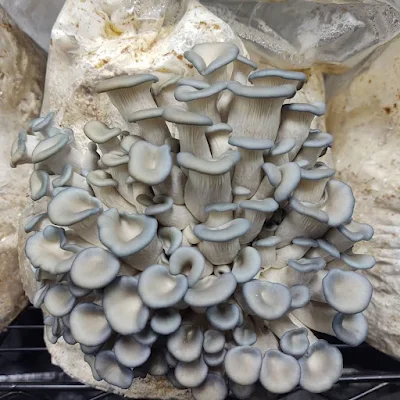 Blue oyster mushroom supplier