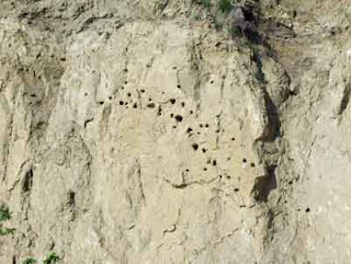 bird homes in the side of the cliff