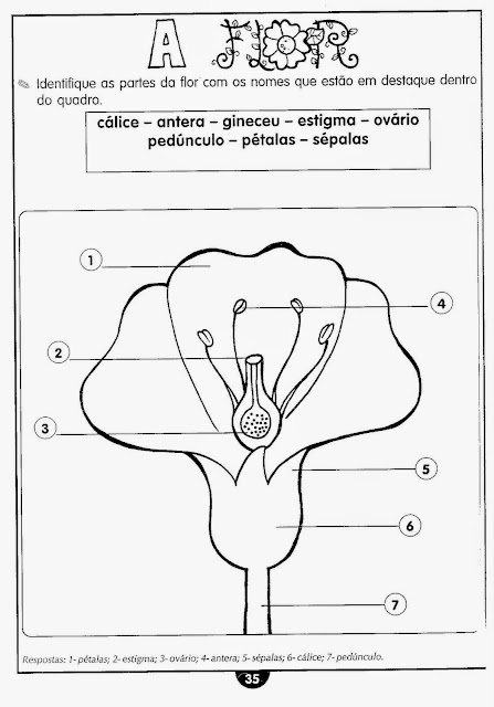 Atividades sobre as plantas ensino fundamental