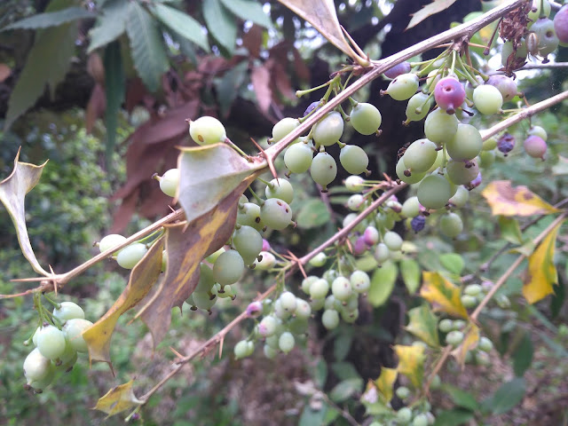 उत्तराखंड का प्रसिद्ध फल: किलमोड़ी| Famous fruit of Uttarakhand: Kilmodi