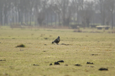 Rûchpoat - Ruigpootbuizerd - Buteo lagopus