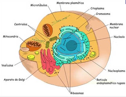 celula procariota y eucariota. Se denomina eucariotas a todas