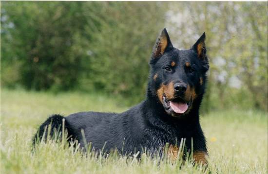 Beauceron | The Life of Animals