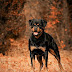 Rottweiler dog _ information