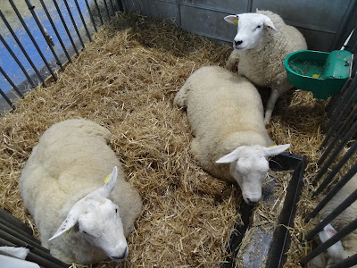 2025.02.23-051 mouton Texel