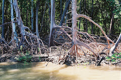 Delta do Rio Parnaiba