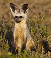 Bat-eared fox