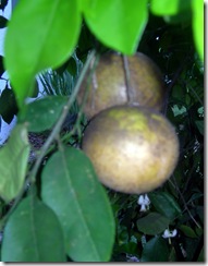 DSCN6371