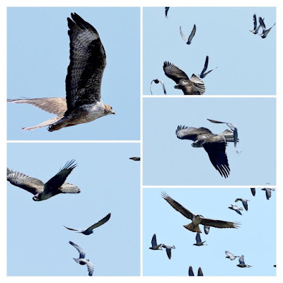 "Bonelli's Eagle - Aquila fasciata.  COLLAGE, soaring amongst the pigeons."