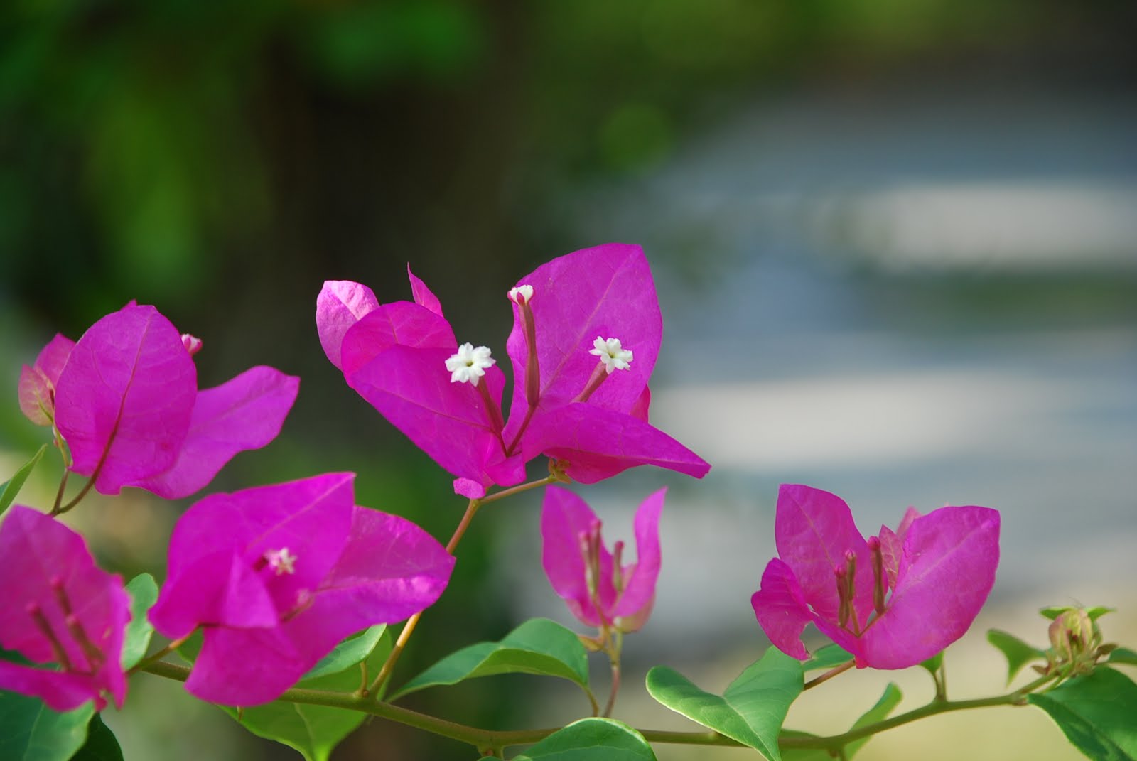 My little vegetable garden different shades of bougainvillea