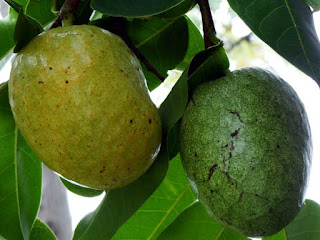 alligator apple fruit images