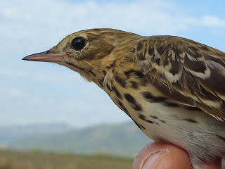 piula dels arbres