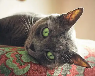 gato gris con ojos verdes tumbado
