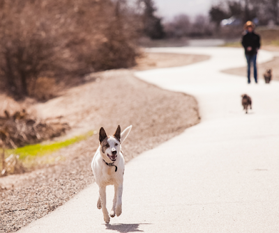 Loose dog running ahead of human with 2 smaller dogs