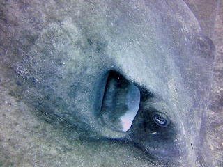 Sting Rays in Tenerife