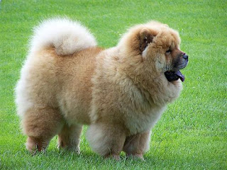 Cute and funny chow chow standing in the garden image