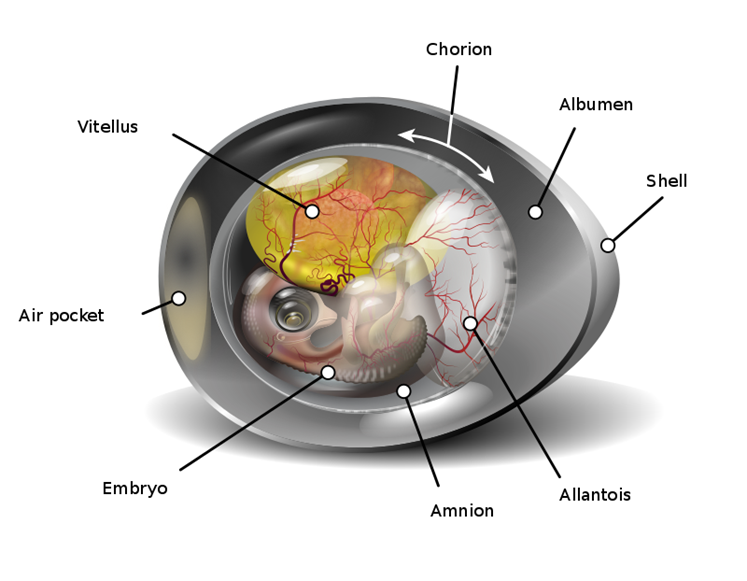 Diagrama de un huevo de gallina en su 9° día. Membranas: alantoides, corion, amnios, vitelo / yema. Aunque se muestran separadas, es normal que el corion y el alantoides se combinen formando la membrana corioalantoica, como si fueran una sola.