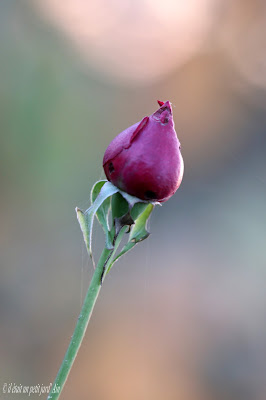 rosier rose rouge bouton